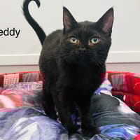 Teddy, chat à adopter