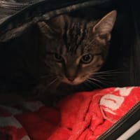 SALSA, chatte à adopter