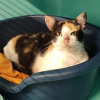 CHANEL, chatte à adopter