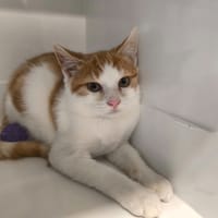 LULU, chat à adopter