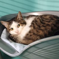 ROCKET, chat à adopter