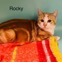 Rocky, chat à adopter