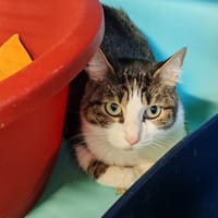SUKO, chatte à adopter