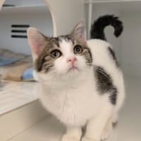 VOLGA, chatte à adopter