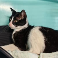RIA, chat à adopter