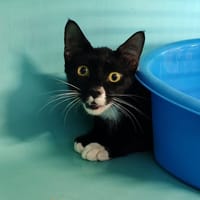 BIGOTIN, chat à adopter