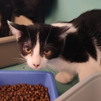 MONOI, chatte à adopter