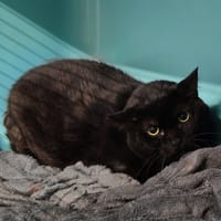 MOKA, chatte à adopter
