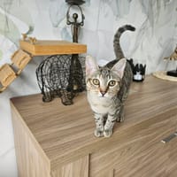KARI, chatte à adopter