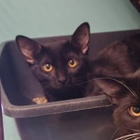 BOBI, chatte à adopter