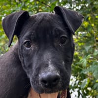 LOUKOUM, chien à adopter