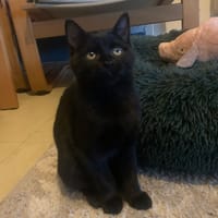 PISTACHE, chat à adopter