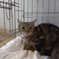 LUPIN, chat à adopter