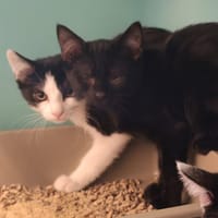 TAHITI, chat à adopter
