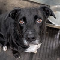 Neo, chien à adopter