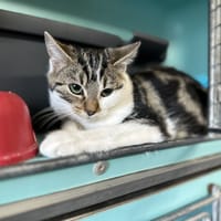 SNIFF, chatte à adopter