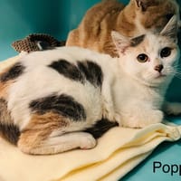 Poppy, chatte à adopter