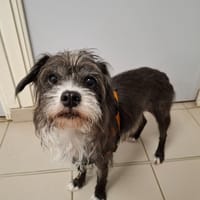 VANILLE, chienne à adopter