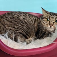 HEDWIGE, chatte à adopter