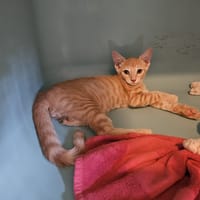 Elvis, chat à adopter