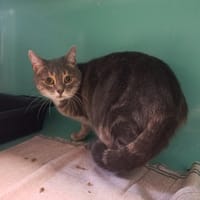 Grisette, chatte à adopter