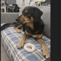 OSCAR, chien à adopter