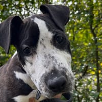 LAITUE, chienne à adopter