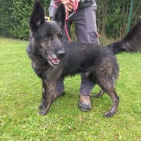 Dexter, chien à adopter