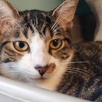 ILHAM, chat à adopter