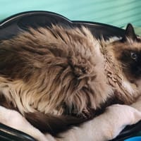 NALA, chatte à adopter
