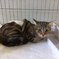 MARGE, chatte à adopter