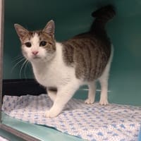 Minouche, chatte à adopter