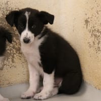 MAA 3535, chien à adopter