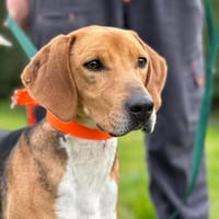 MOJITO, chien à adopter