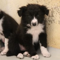 MAA 3534, chienne à adopter
