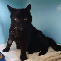 MINA, chatte à adopter
