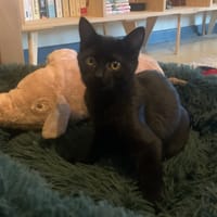 NOISETTE, chatte à adopter