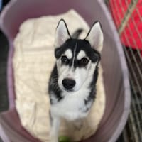 Shiro, chien à adopter