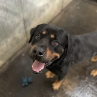 SALVADOR, chien à adopter