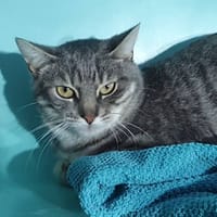 RED CHA, chat à adopter