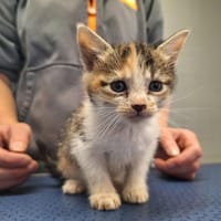 PRUNE, chatte à adopter