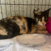 CYNTHIA, chatte à adopter