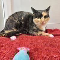 Rose, chatte à adopter
