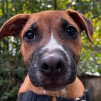 LUX, chienne à adopter