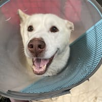 Daiko, chien à adopter