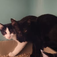 HULA, chat à adopter