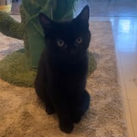 CAJOU, chat à adopter