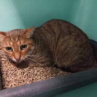 Gaby, chat à adopter