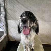 KATLA, chien à adopter