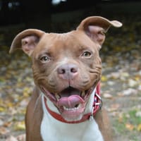 LAIKA CHAO, chienne à adopter